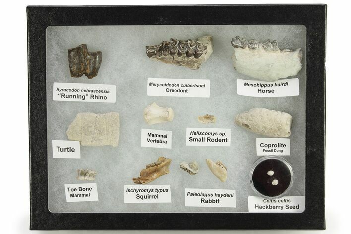 White River Oligocene Fossil Collection #269754
